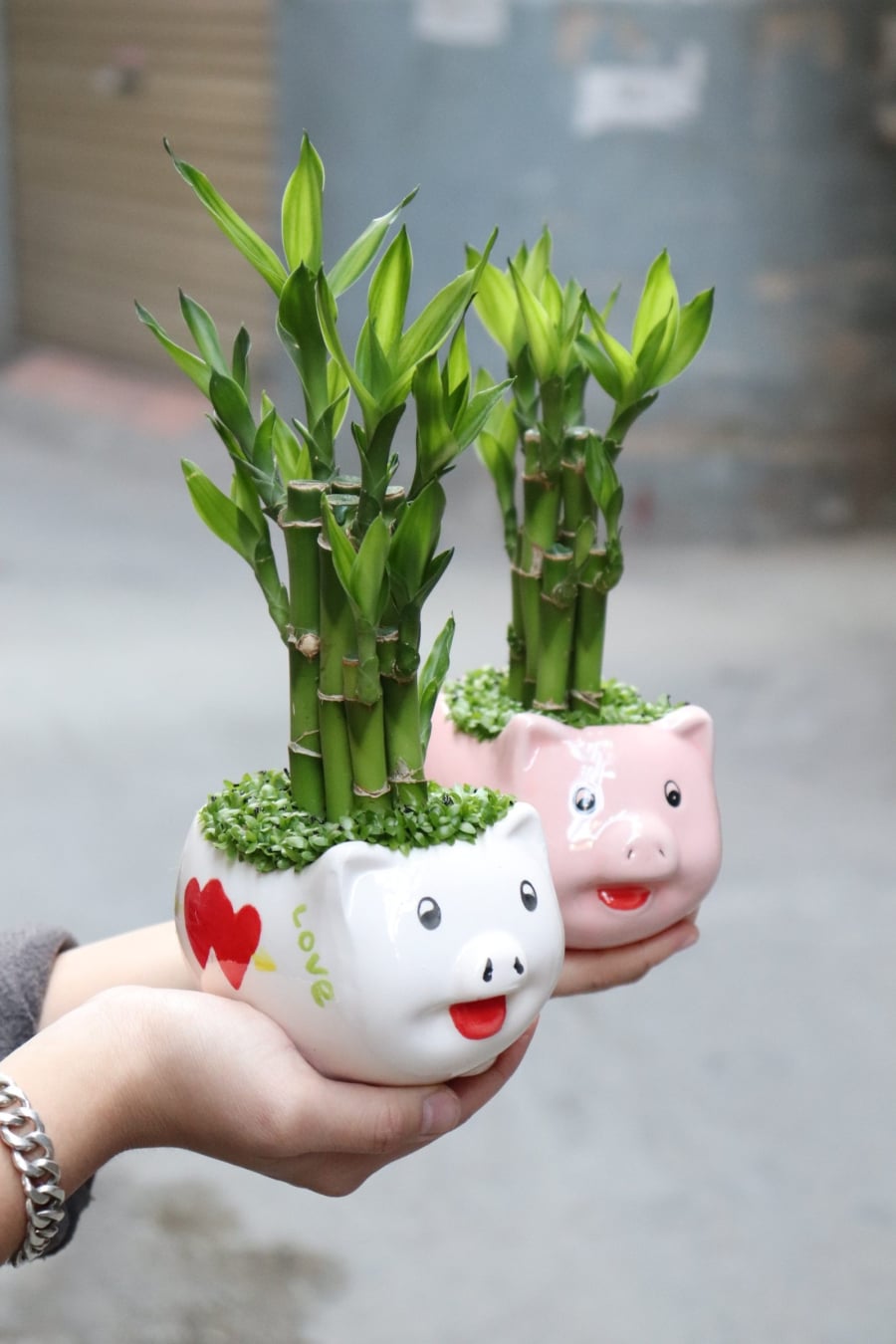 Trúc phú quý ʟà ʟoại cȃy quen thuộc trong nhiḕu gia ᵭình và văn phòng. Ảnh minh họa