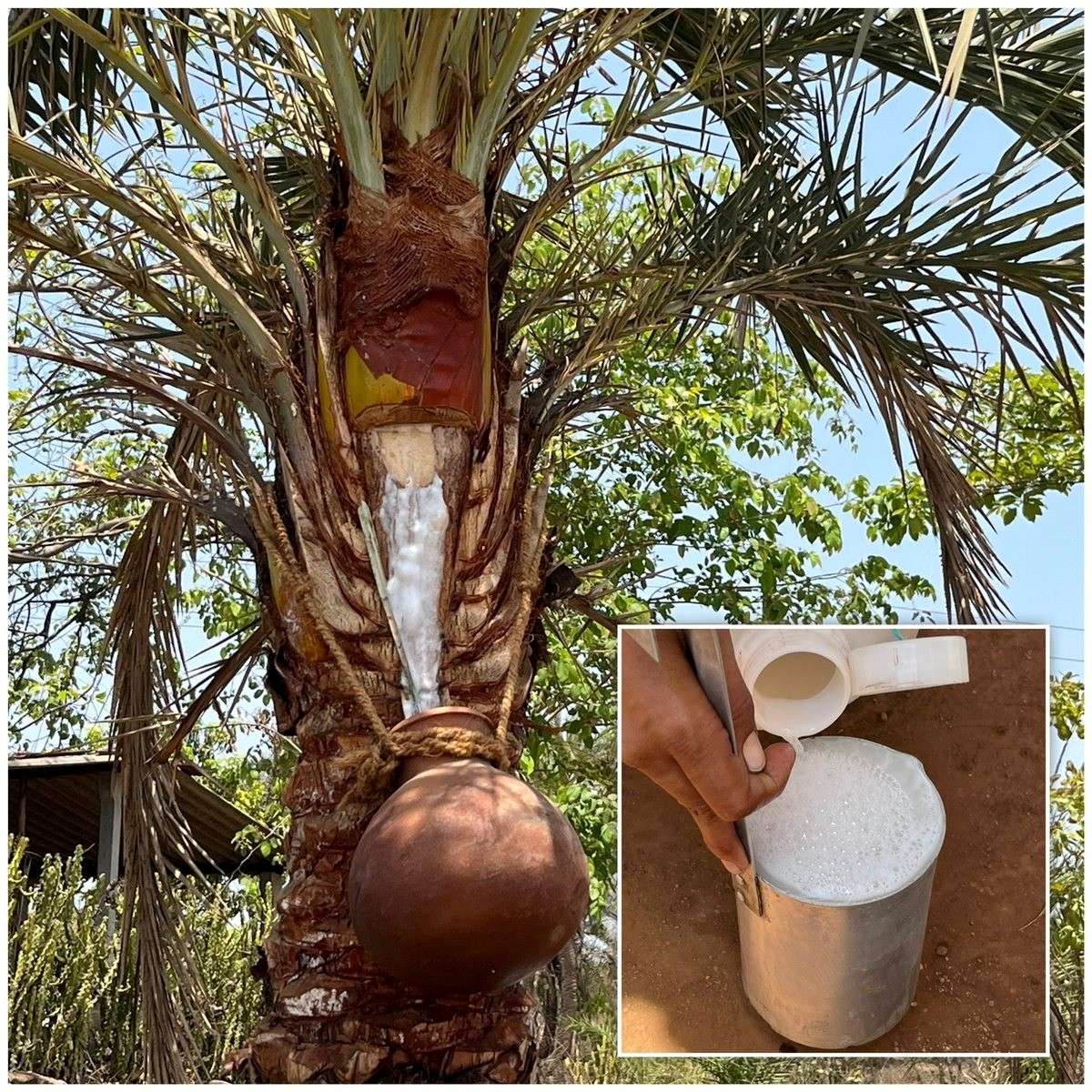 thuc uong pho bien trong dam cuoi bi nghi la nguon lay virus nipah o An Do hinh anh 1