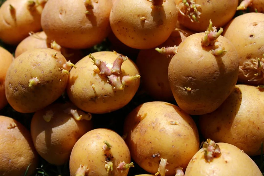 7 thực phẩm chứa chất ᵭộc, "nuȏi dưỡng tḗ bào ung thư" nhưng nhiḕu người nghĩ "ăn ᵭược"- Ảnh 2.