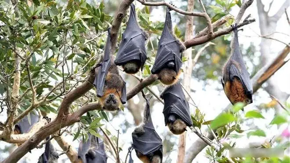 Virus Nipah có thể lây từ người sang người: 3 hành vi cần tránh ngay lúc này!- Ảnh 2.