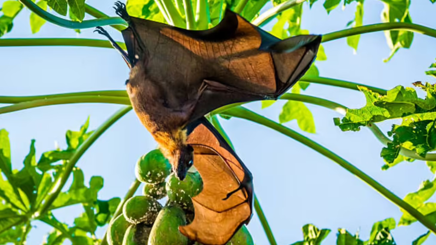 Chuyên gia cảnh báo: Loài dơi mang virus Nipah thích ăn một loại quả quen thuộc, ngày Tết ở Việt Nam bán cực nhiều- Ảnh 2.