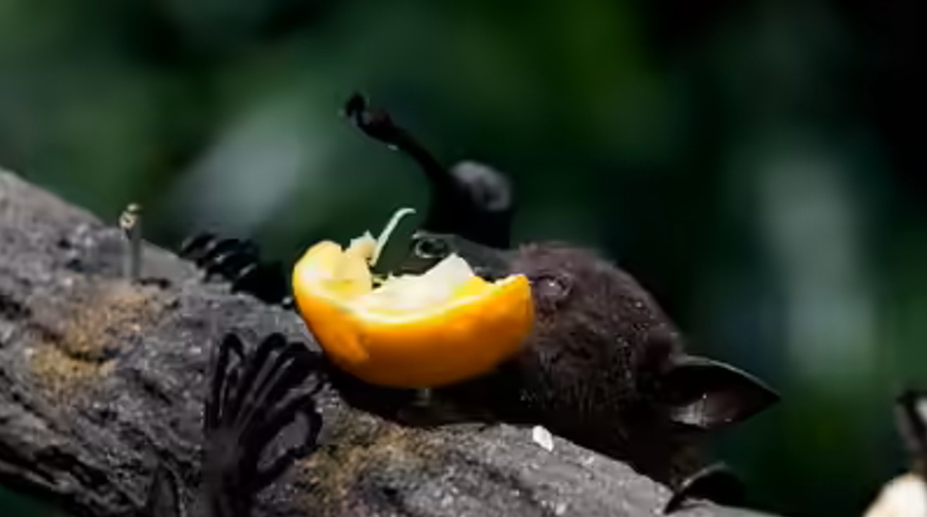 Chuyên gia cảnh báo: Loài dơi mang virus Nipah thích ăn một loại quả quen thuộc, ngày Tết ở Việt Nam bán cực nhiều- Ảnh 3.