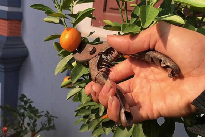 Cȃy quất chơi Tḗt xong ᵭừng vứt vội, làm theo cách này năm sau quả sai lúc lỉu, có trưng tiḗp - 2