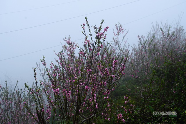 Cơ quan khí tượng thông tin chính thức về thời tiết Tết Nguyên đán 2026- Ảnh 1.