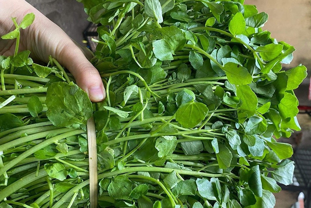 Chợ Việt có loại rau 10.000/bó, là