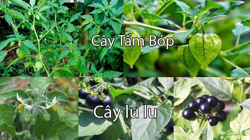 Cách phân biệt tầm bóp với lu lu đực 