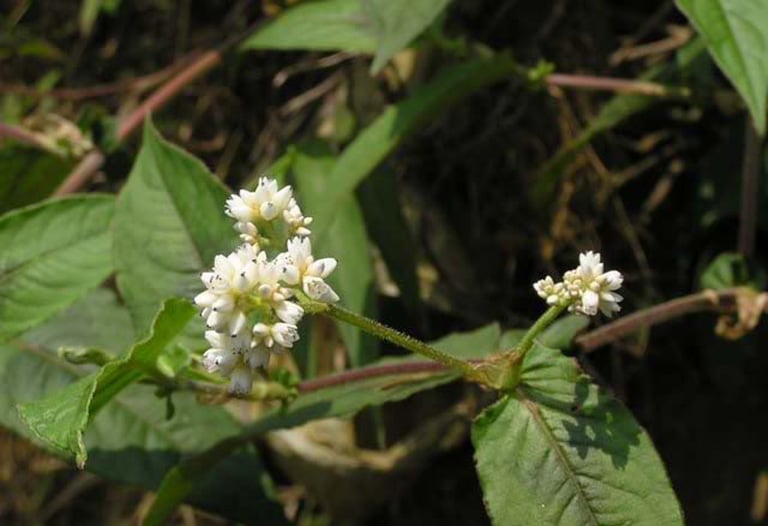 Loại cây có tên đọc 'méo cả mồm', giúp giải nhiệt, tiêu độc, trị dạ dày cực hiệu quả - Ảnh 2.