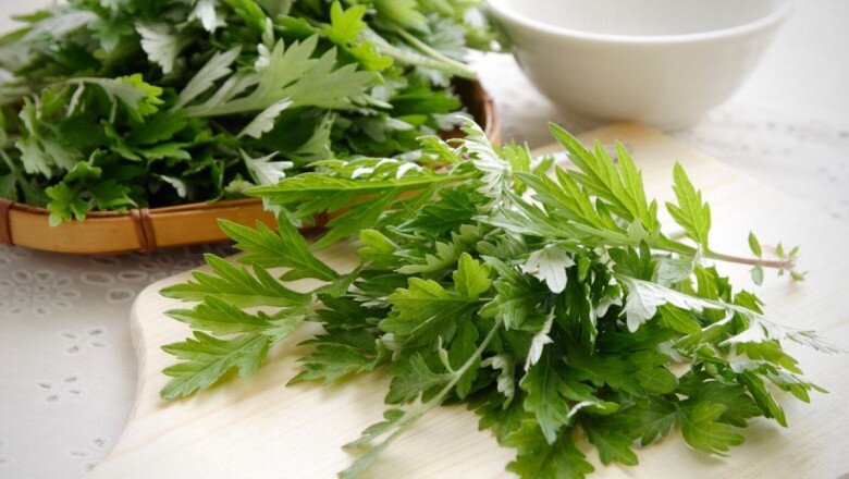 Ngải cứu mang lại rất nhiḕu lợi ích cho sức khoẻ (Ảnh minh hoạ)