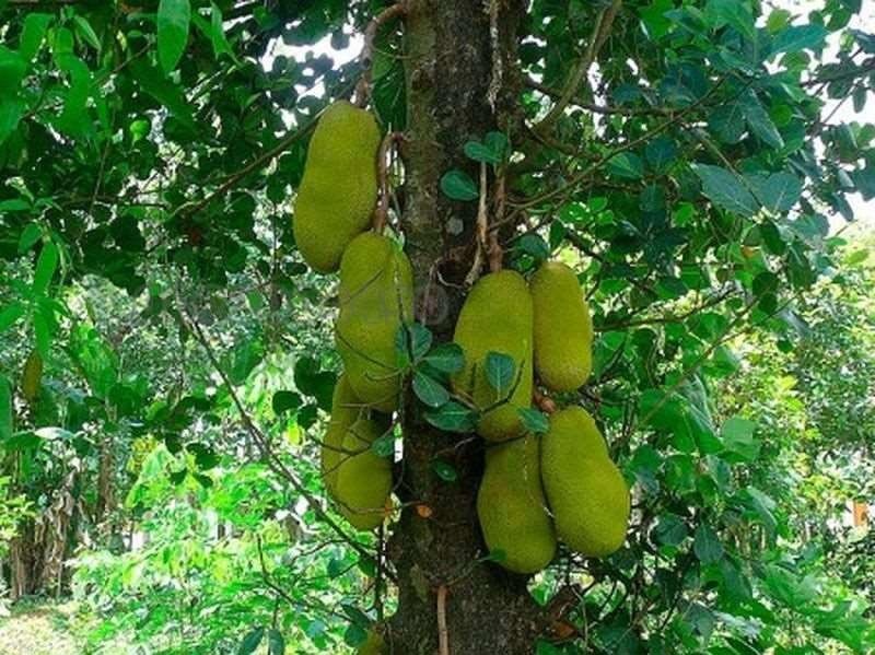 4 loại cây trồng trước nhà giúp tụ lộc, giữ vượng khí, gia chủ phất như diều gặp gió- Ảnh 1.