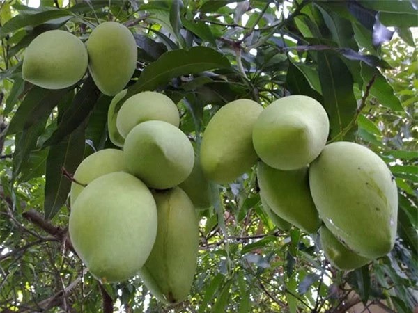 4 loại cây trồng trước nhà giúp tụ lộc, giữ vượng khí, gia chủ phất như diều gặp gió- Ảnh 2.