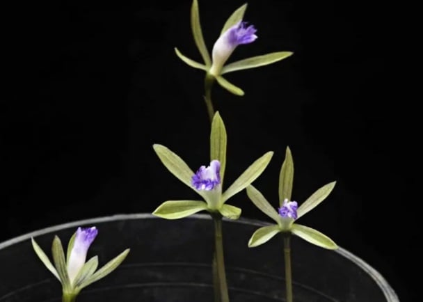 Cụm hoa có cán dài 20 – 30cm.