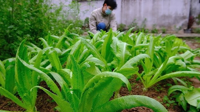 Rau diếp thơm