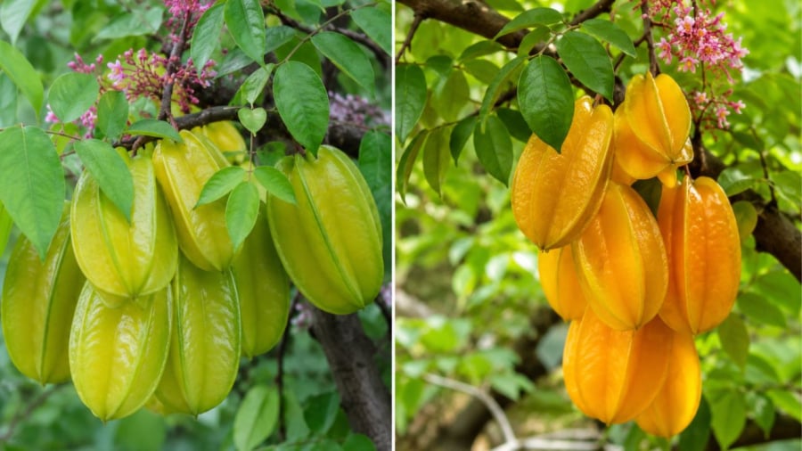 Cây khế mang nhiều ý nghĩa