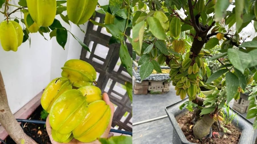 Cây khế loại cây dễ trồng. Để cây ra nhiều quả, bạn cần nắm được một vài mẹo nhỏ.