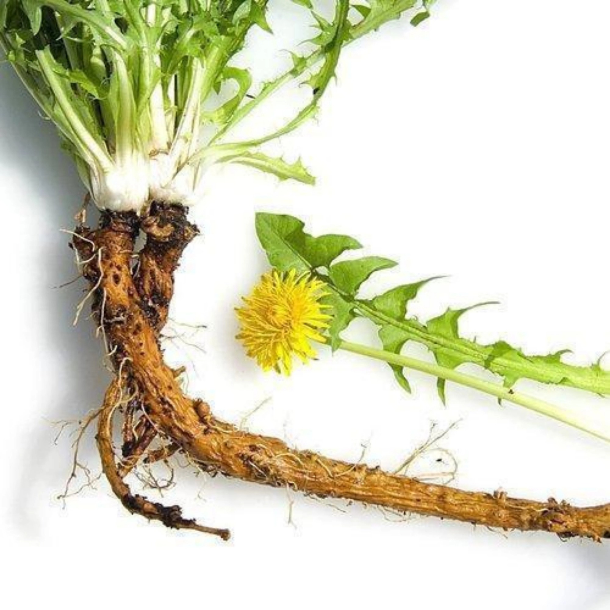 Phát hiện khả năng "tiêu diệt" tế bào ung thư cực đỉnh của loại rau mọc dại đầy Việt Nam - Ảnh 2.